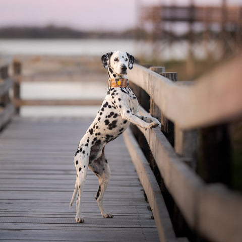 Woolly Wolf Cloudbeam Soft Martingale Collar