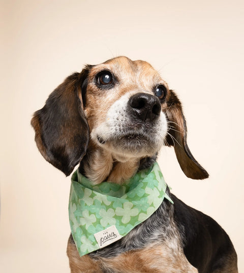 Dog Bandana - Clover