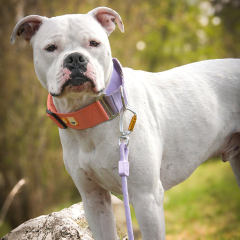 Color Block Martingale Dog Collar - Salmon Pink Mix