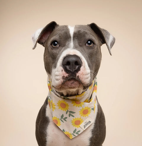 Dog Bandana - Cullipher
