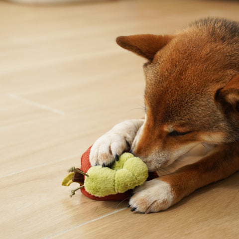 Apple Crinkly + Burrow Dog Toy
