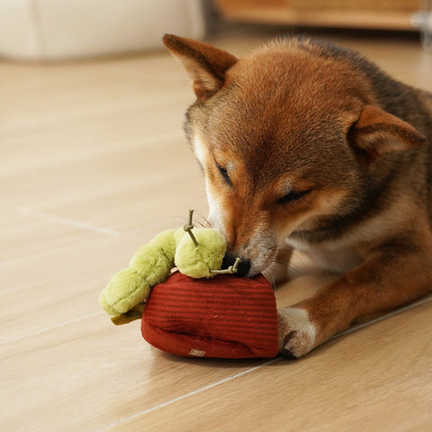 Apple Crinkly + Burrow Dog Toy