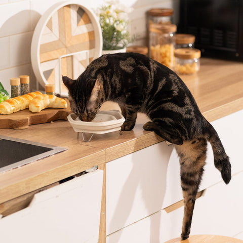 Pettellyava Dinon Portable Pet Bowl