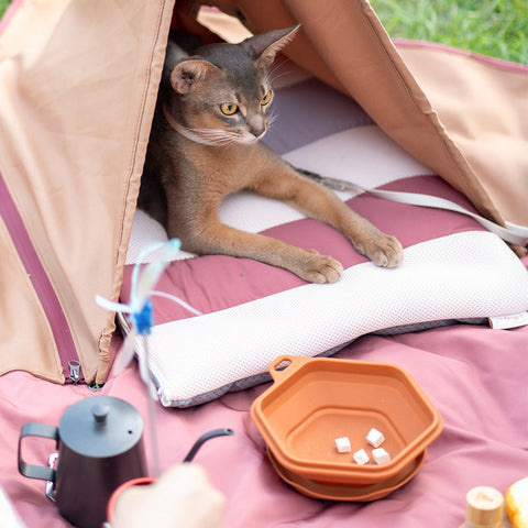 Pettellyava Dinon Portable Pet Bowl