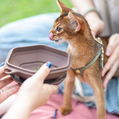 Pettellyava Dinon Portable Pet Bowl