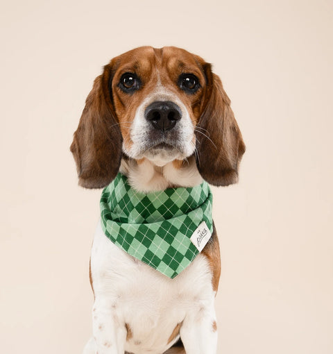 Dog Bandana - Dublin