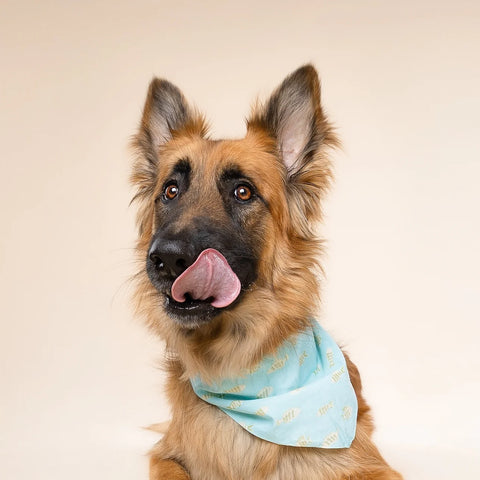 Dog Bandana - Guppy