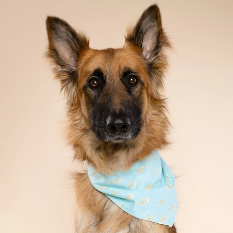 Dog Bandana - Guppy
