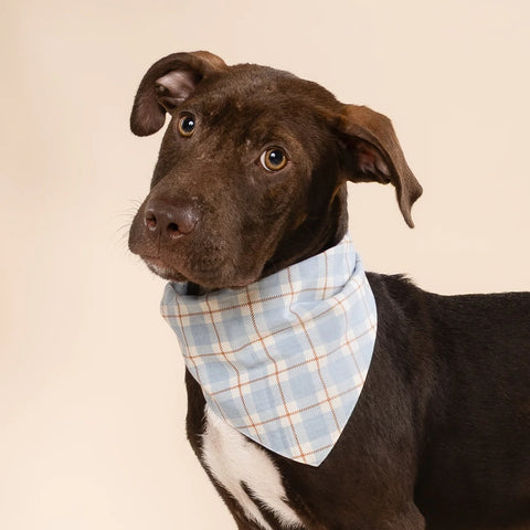 Dog Bandana - Harlowe
