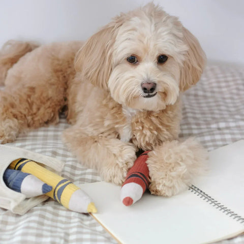 CRAYONS snuffle + burrow toy