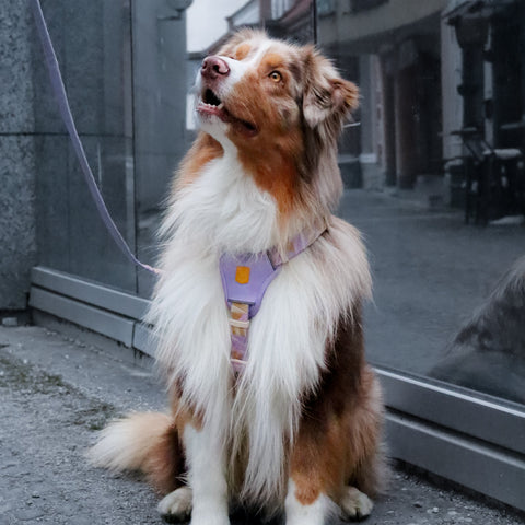 Woolly Wolf Sunshower Dog Harness