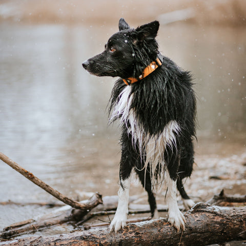 Sea to Summit Dog Collar
