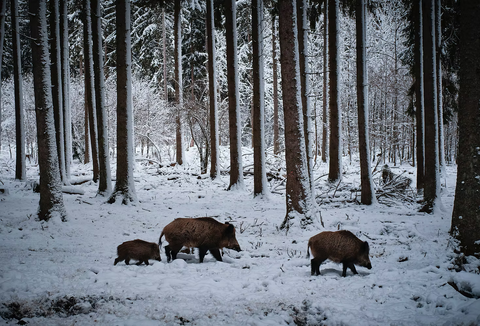 Frozen Raw Cat Food - Vaisto Pink (Chicken & Pork)