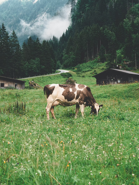 Frozen Raw Cat Food - Vaisto White (Beef & Pork)