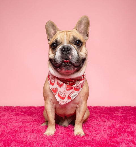 Dog Bandana - Kate
