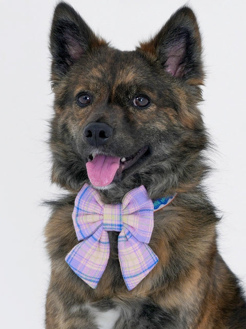The Wagging Blue Sailor Dog Bow | Classic Collection