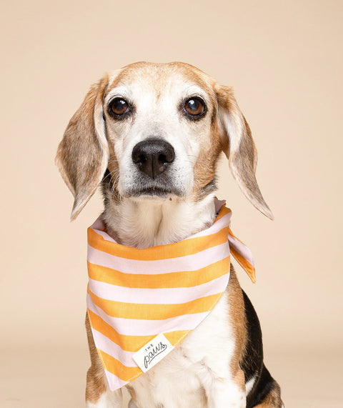 Dog Bandana - Nusa
