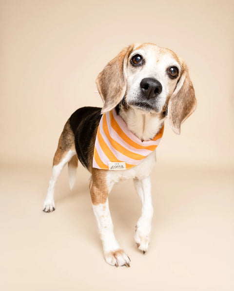 Dog Bandana - Nusa