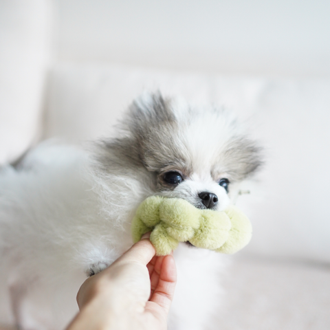 Apple Crinkly + Burrow Dog Toy