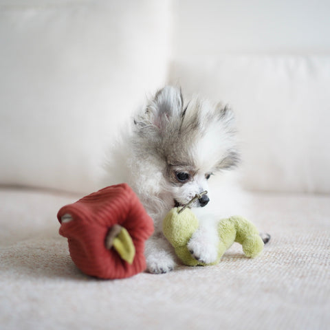 Apple Crinkly + Burrow Dog Toy