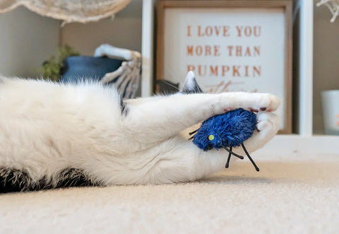 Feline Frenzy - Halloween Cat Toy - Creepy Critters