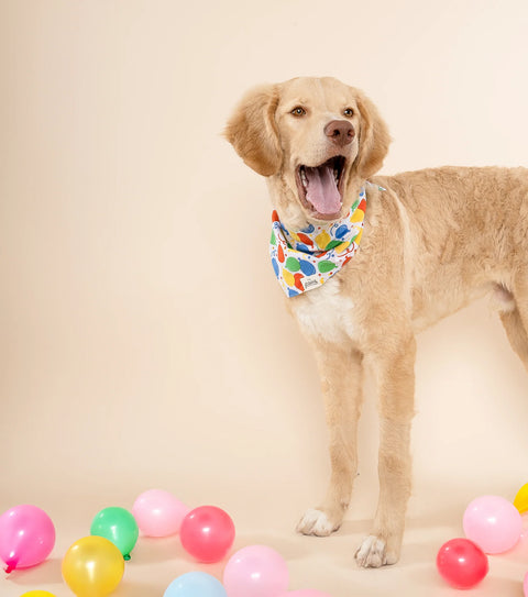 Dog Bandana - Party Animal