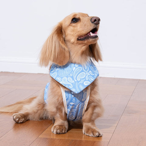 Puppy Gallery Paisley Lover Cooling Bandana