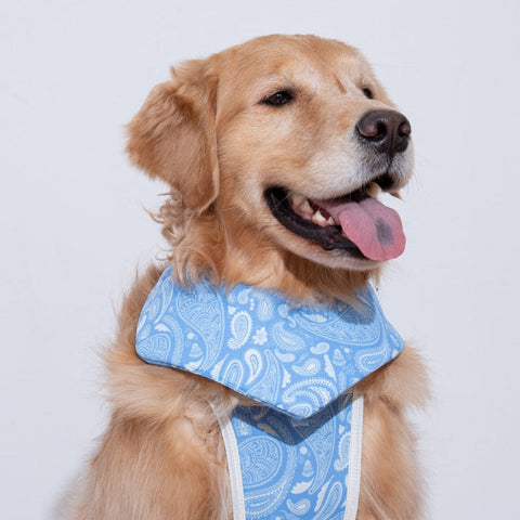 Puppy Gallery Paisley Lover Cooling Bandana