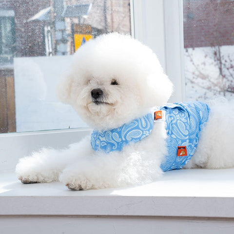 Puppy Gallery Paisley Lover Cooling Bandana