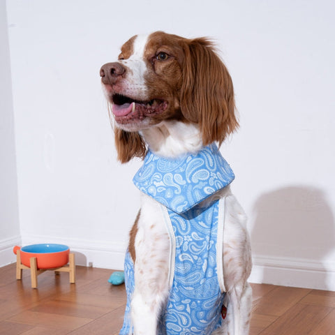 Puppy Gallery Paisley Lover Cooling Bandana