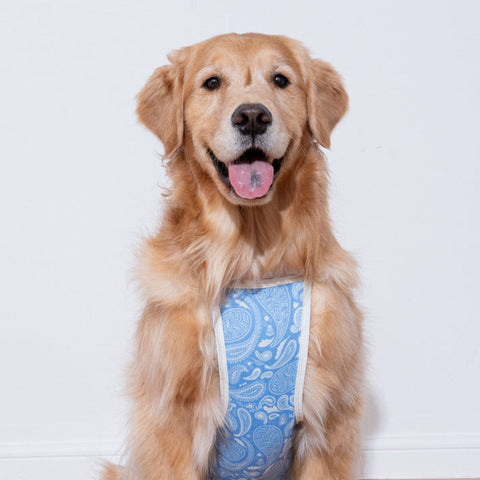 Puppy Gallery Paisley Lover Pet Cooling Tank Top