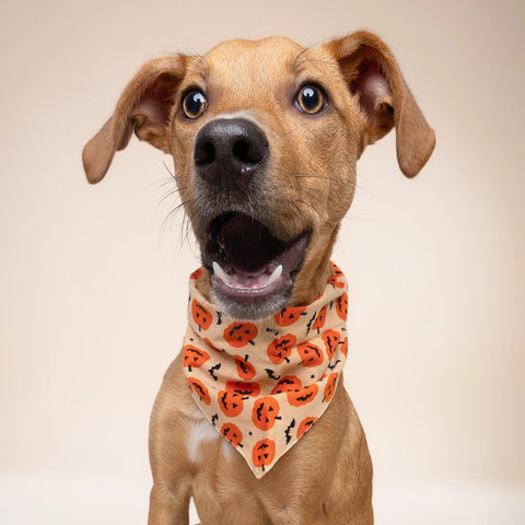 Dog Bandana - Halloween Pupkin