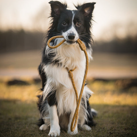 Retriever Leash Black