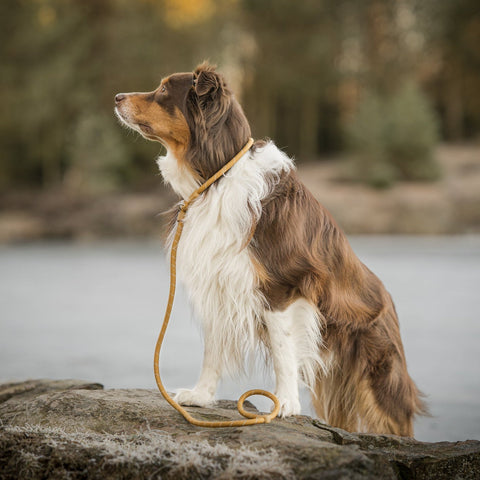 Woolly Wolf Retriever Leash Lavender