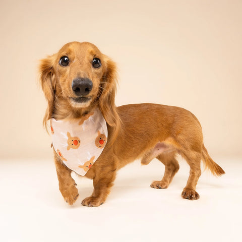 Dog Bandana - Rudolph
