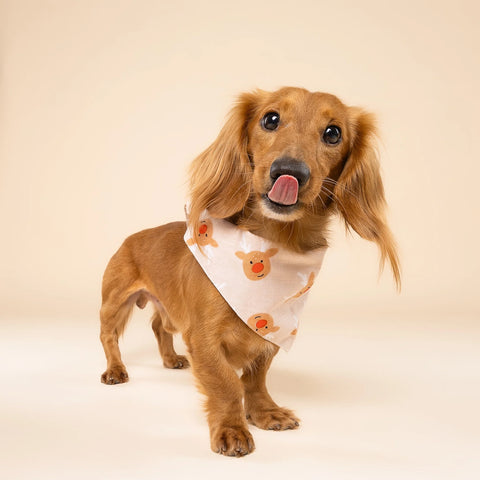 Dog Bandana - Rudolph