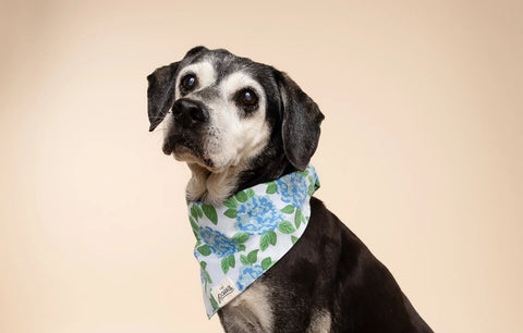 Dog Bandana - Sconset