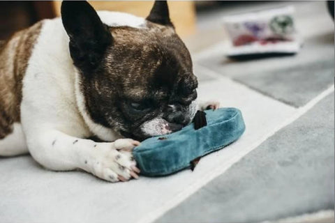 Dog Plush Toy - Pucci's Sandal