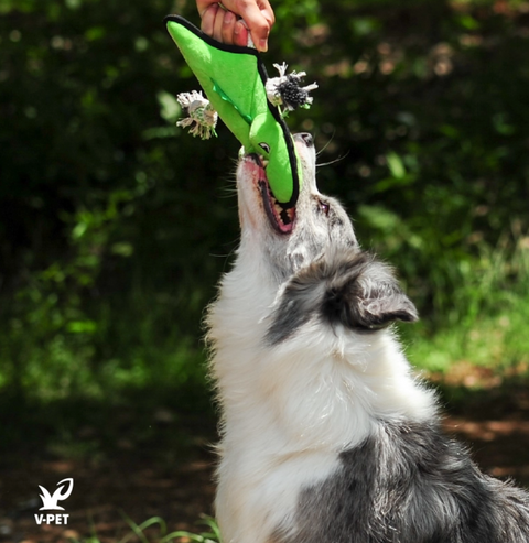 Welcome to The Jungle  - Dog rough & tough toys