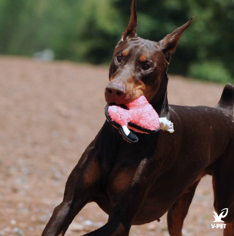 Welcome to The Jungle  - Dog rough & tough toys