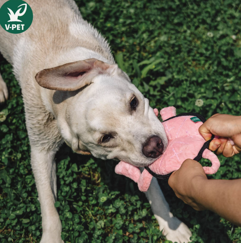 Rough & Tough Toy - Welcome to The Farm