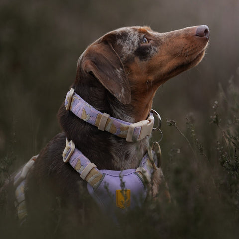 Woolly Wolf Sunshower Dog Collar
