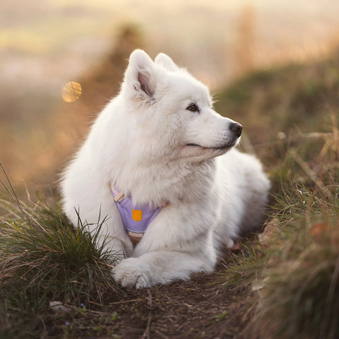 Woolly Wolf Sunshower Dog Harness