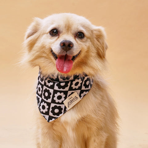 Dog Bandana - Tux