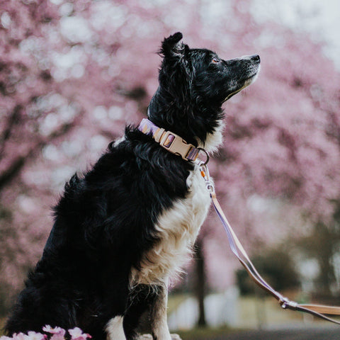Woolly Wolf Sunshower Dog Collar