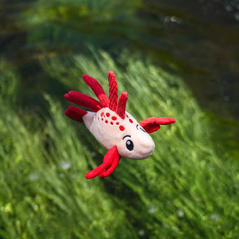 Seacreatures - Eco-Friendly Small Dog Toys