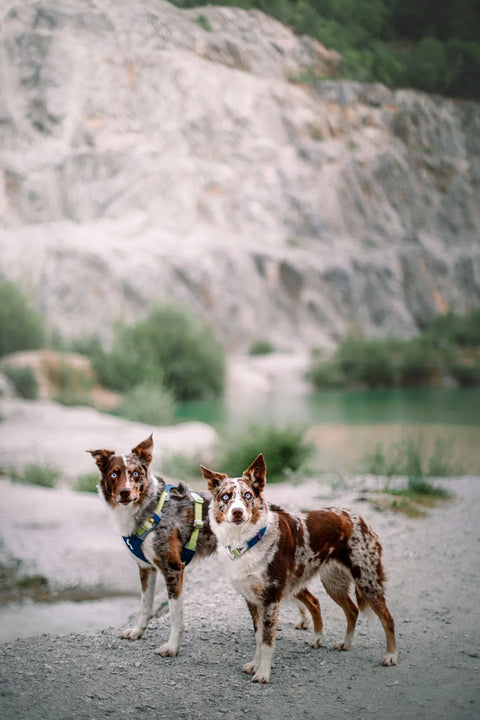 ALPHA 360 COLLAR - Deep Teal Mix