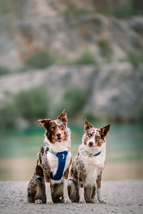 Alpha 360 Harness - Deep Teal Mix