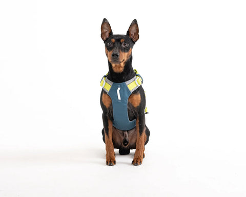 Alpha 360 Harness - Deep Teal Mix