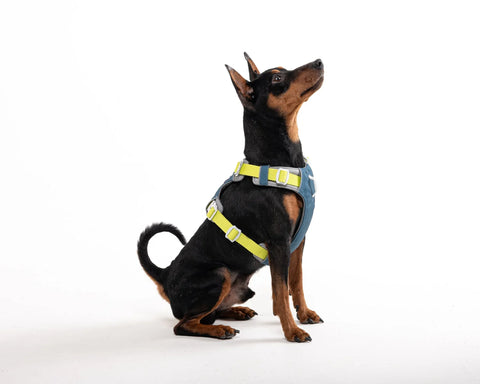 Alpha 360 Harness - Deep Teal Mix